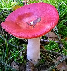 russula-emetica-gobelek-cinsi