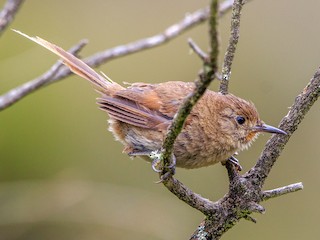 itatiaia-spinetail-qus-novu