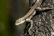 tropidurus-torquatus-kertenkelesi