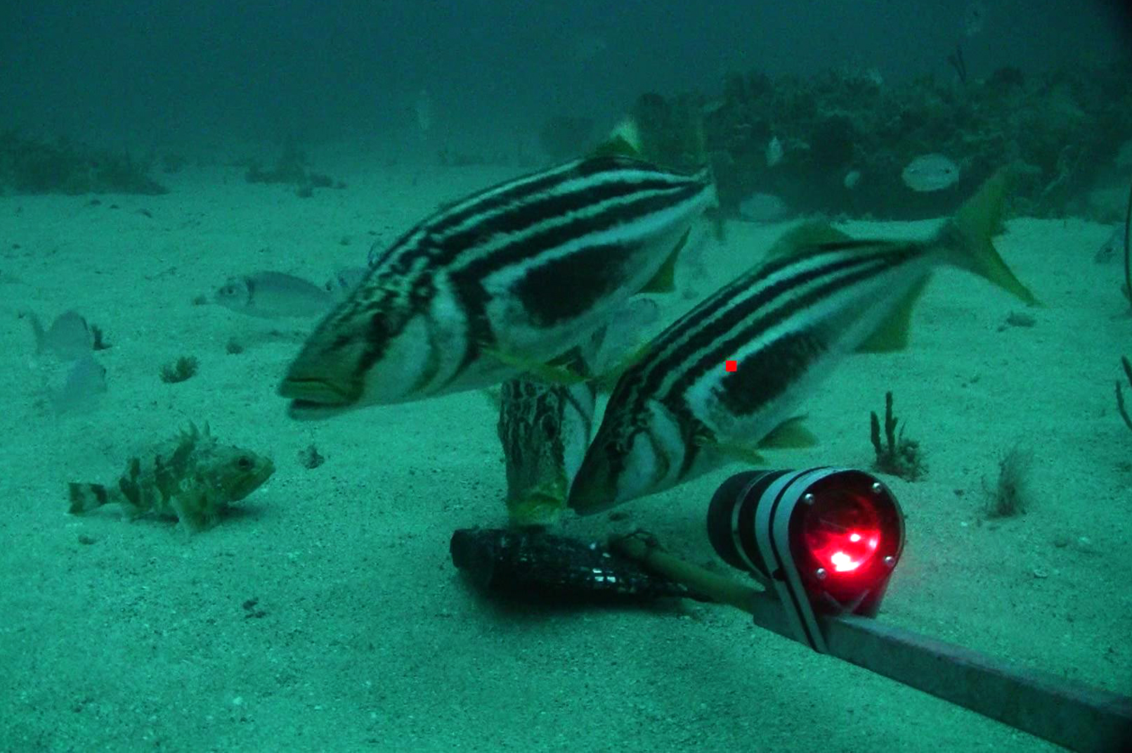 latridae-ailesi-baliqlari