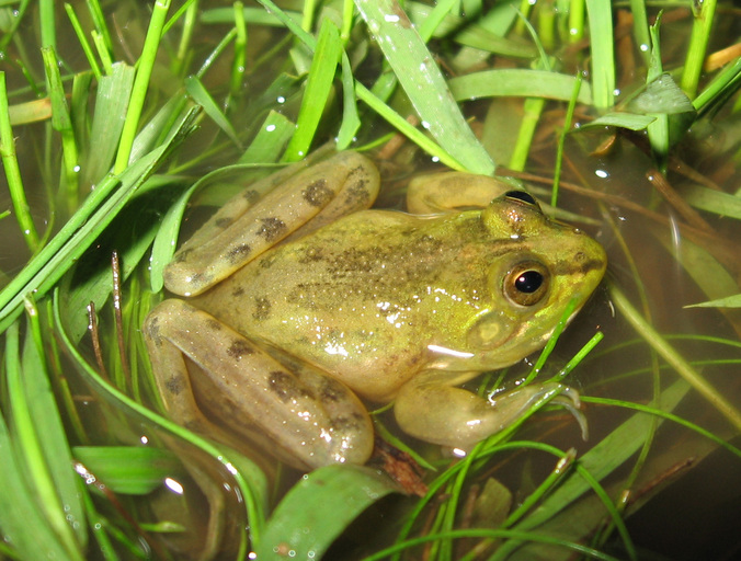 pseudis-minuta-qurbagasi