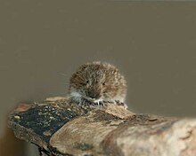tatra-sam-sicovulu