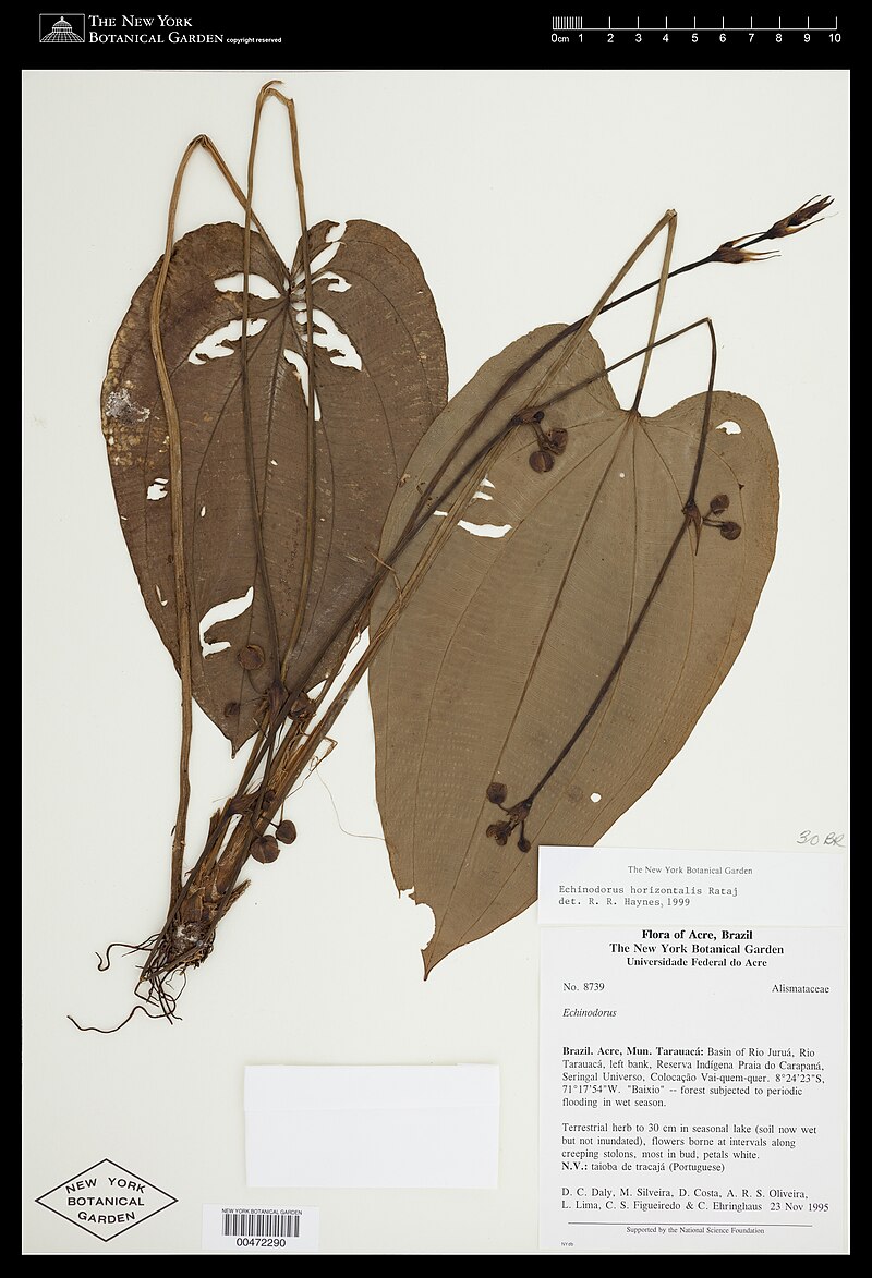 echinodorus-horizontalis