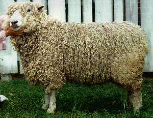 leicester-longwool-qoyunu