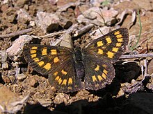 lycaena-feredayi-kepeneyi