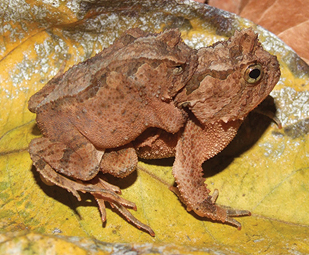proceratophrys-schirchi-qurbagasi