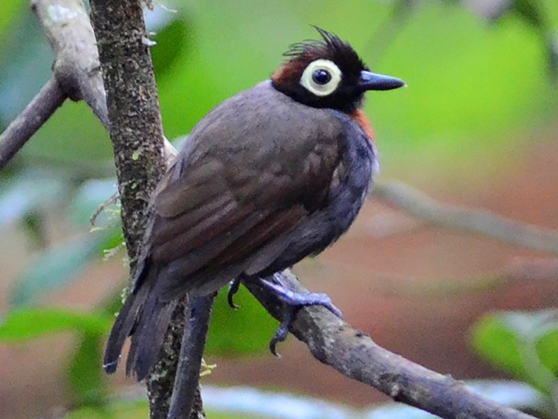 harlekin-qarisqaqusu