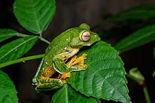 rhacophorus-kio-qurbagasi