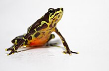 atelopus-limosus-limos-harlequin-qurbagasi