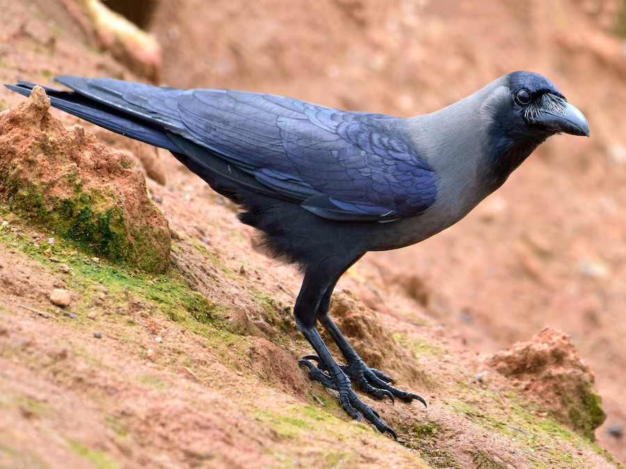 ev-quzgunu