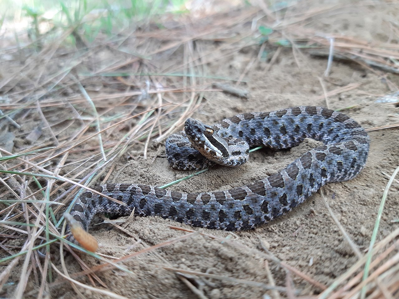 crotalus-pusillus-ilani