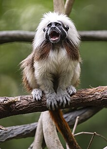 pambiqbas-tamarin-meymunu
