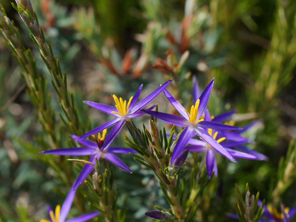 calectasia