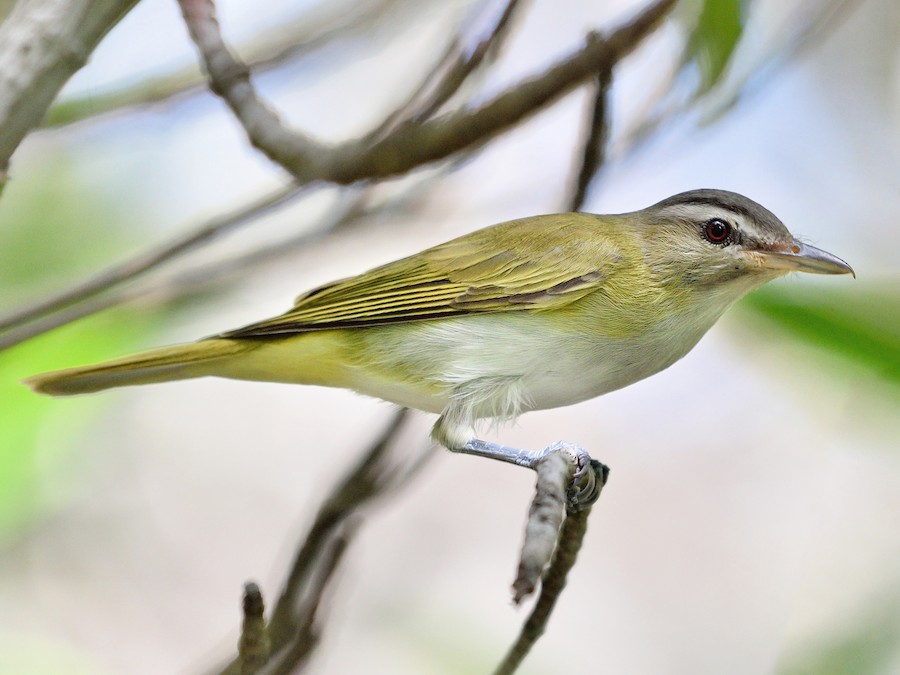 qara-bigli-vireo