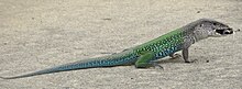 ameiva-ameiva-kertenkelesi