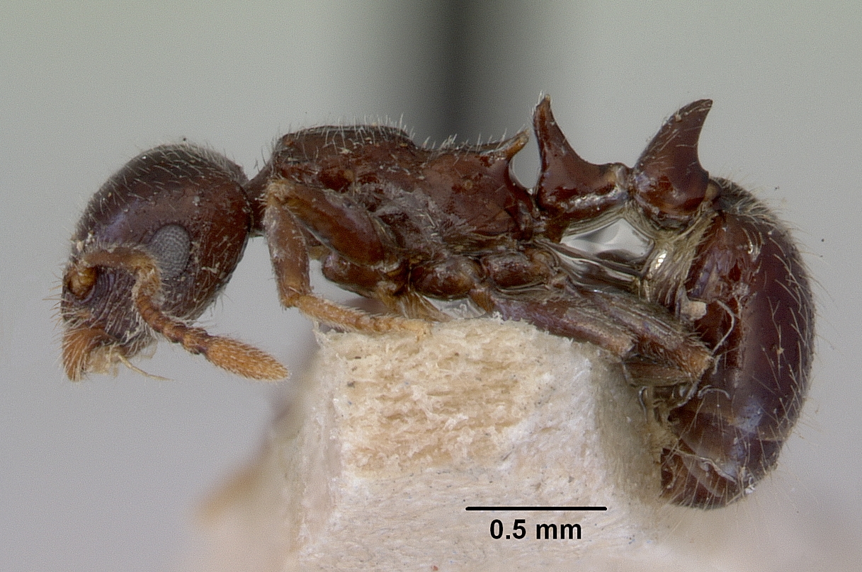 peronomyrmex-qariqsasi