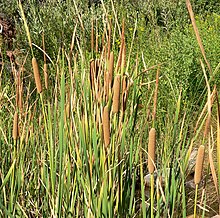 typha-domingensis