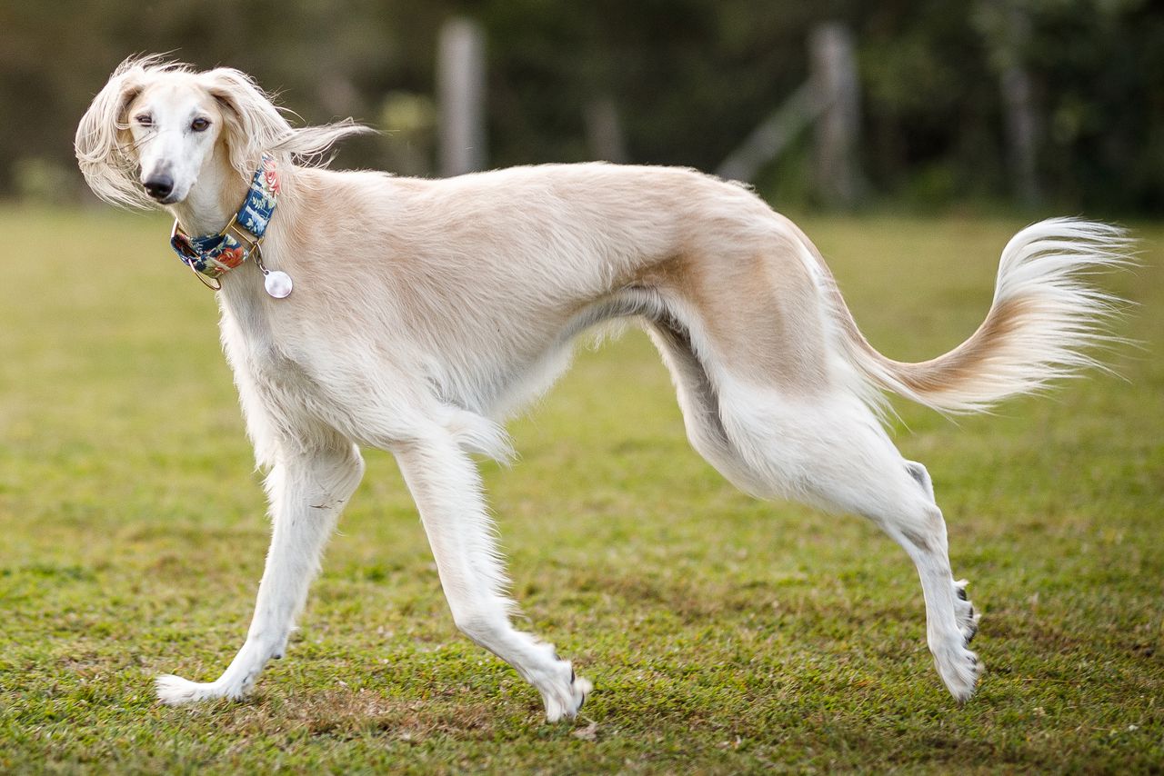 saluki-it-cinsi