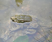 duttaphrynus-himalayanus-qurbagasi