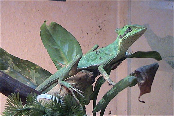serq-kaskaqliq-iguana