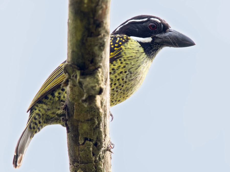 tukludos-barbet