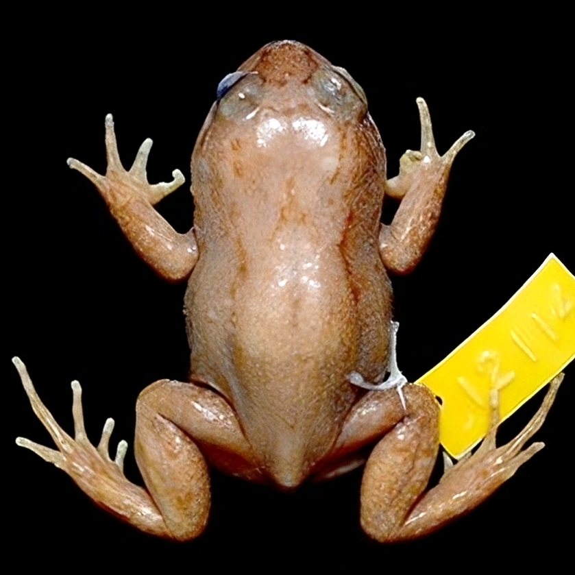 cycloramphus-stejnegeri-qurbagasi