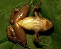phrynobatrachus-dalcqi-qurbagasi