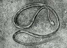 toxicodryas-pulverulenta-ilani