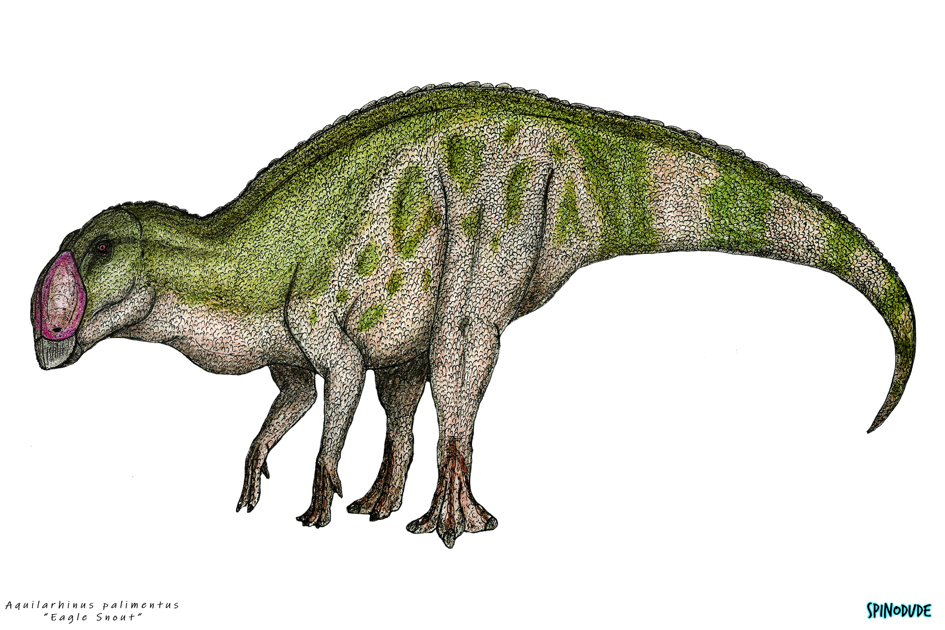 aquilarhinus
