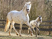 knabstrupper-at-cinsi