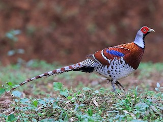 elliot-qirqovulu