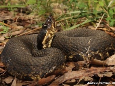agkistrodon-piscivorus-ilani
