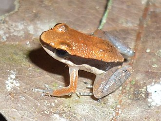allobates-sumtuosus-qurbagasi