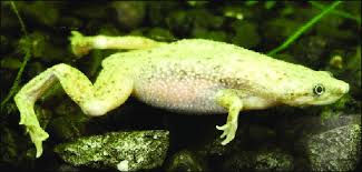 hymenochirus-boettgeri-qurbagasi