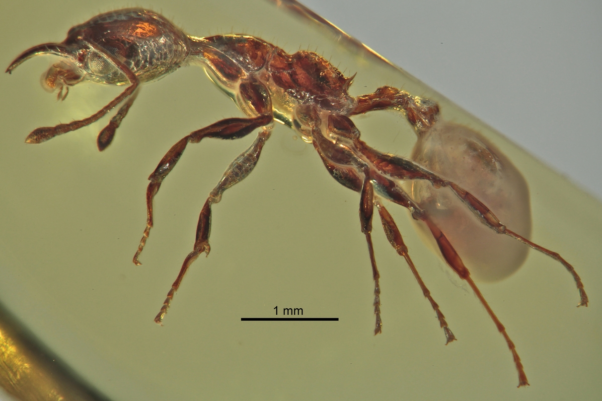 electromyrmex-qarisqasi
