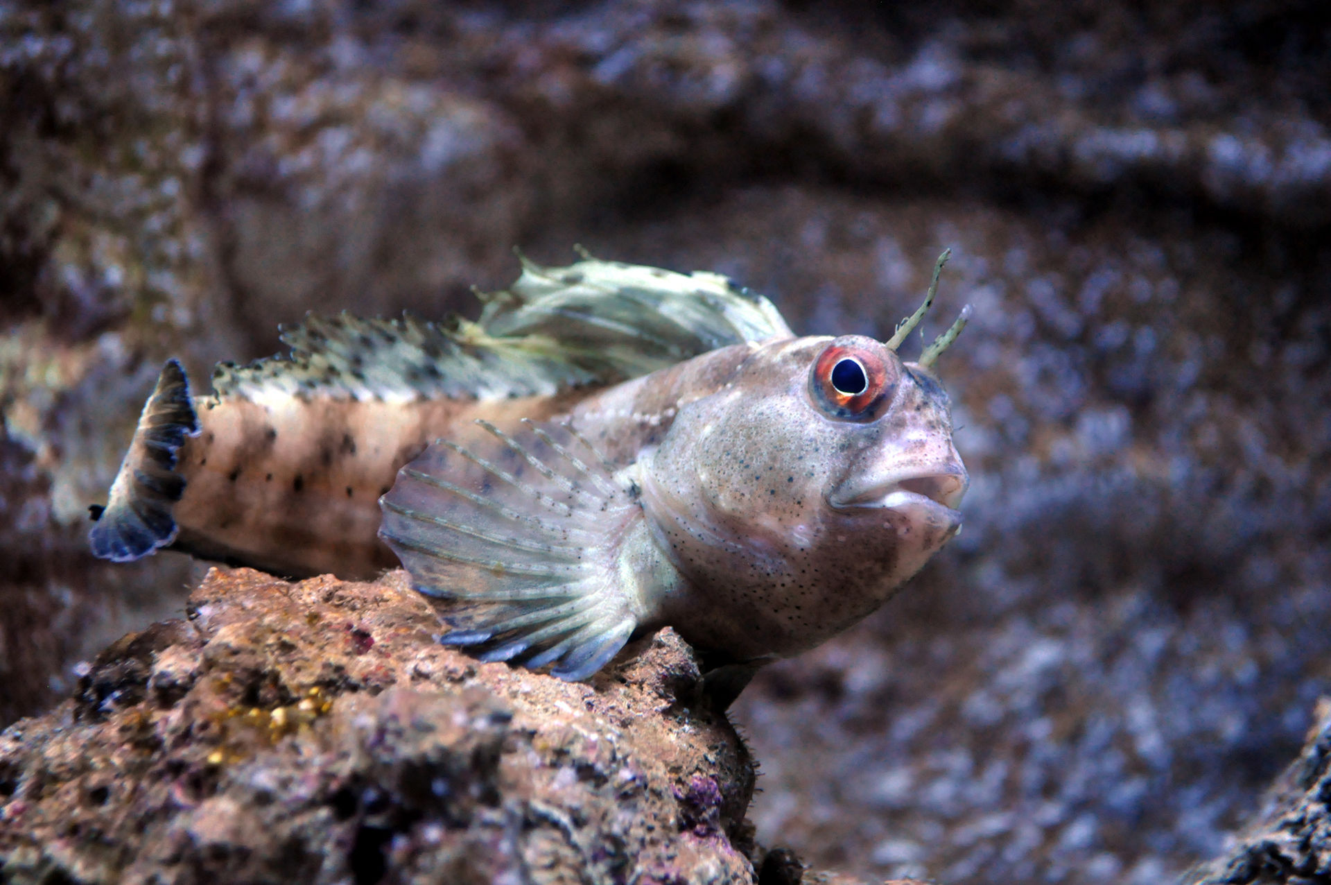 tompot-blenny-baliq