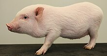 gottingen-minipig-donuz-cinsi