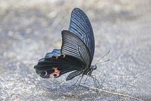 papilio-protenor-kepeneyi