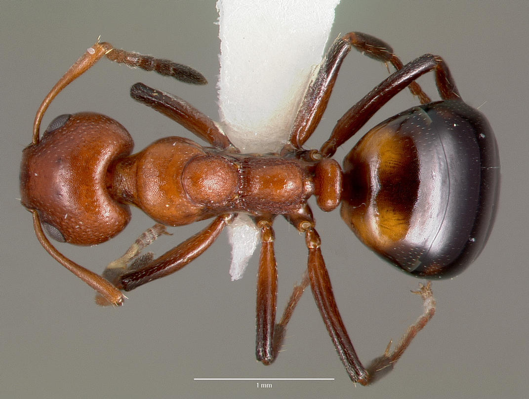 dolichoderus-qarisqasi
