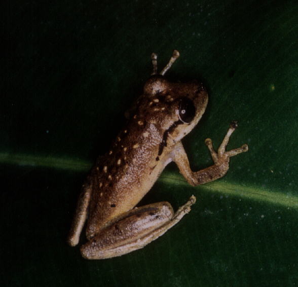 scinax-boesemani-qurbagasi
