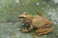 philautus-ingeri-qurbagasi