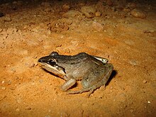 leptodactylus-spixi-qurbagasi