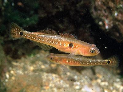 iki-noqteli-qobi