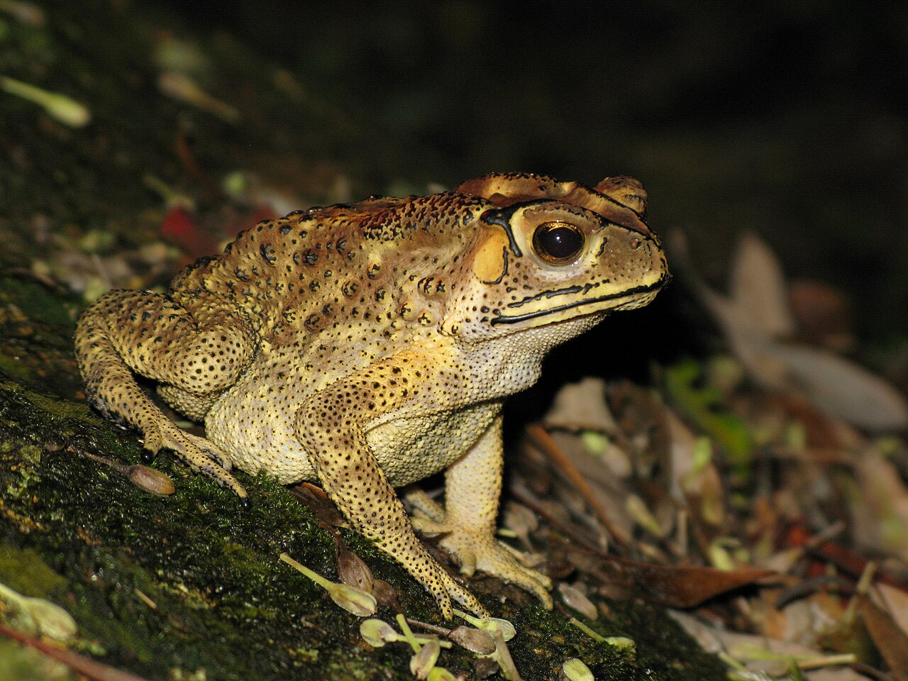 duttaphrynus-melanostictus-qurbagasi