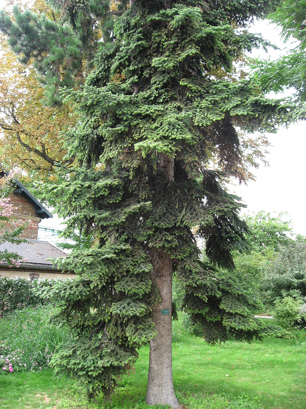 cezayir-kuknari-abies-numidica