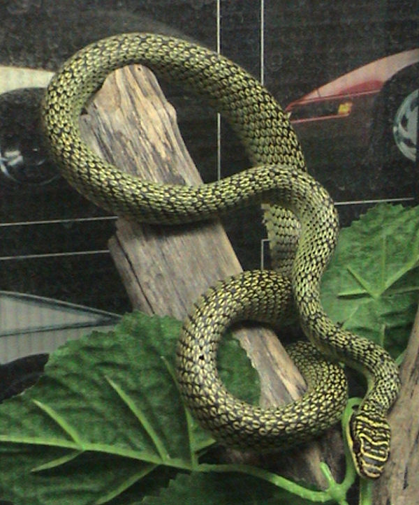 chrysopelea-ornata-ilani