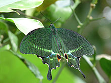 papilio-paris-kepeneyi