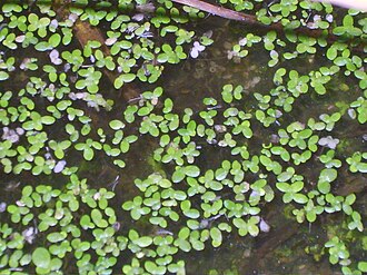 lemna-perpusilla