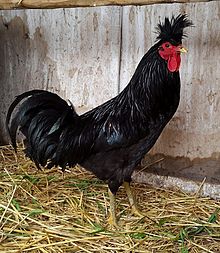 kosovo-longcrower-xoruz-cinsi