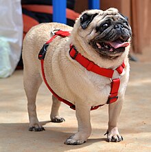 pug-it-cinsi